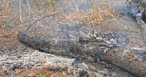 MP investiga queimada ilegal de 2 mil hectares em Aquidauana